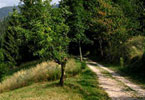 Strada del Vecchio Trenino